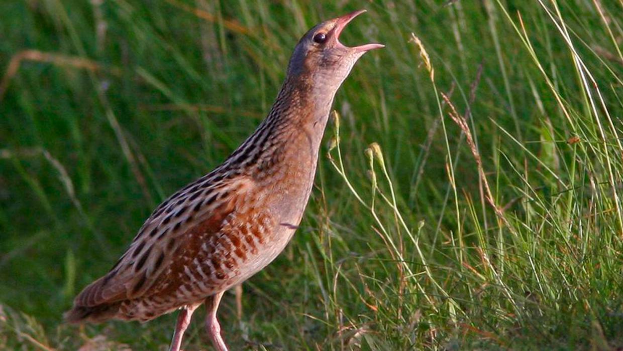 Corncrake returns to Clare Island for first time in 30 years in 'exceptional year' for the endangered bird