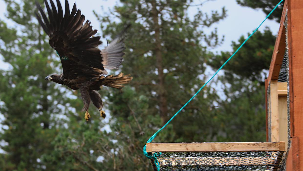 Wind beneath our wings: 21 white-tailed eagles released into the wild