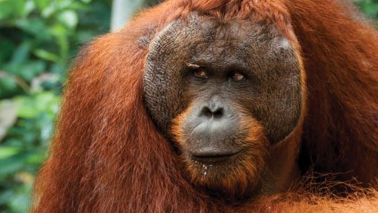 Fears rare orangutan 'being driven to extinction' by gold mine