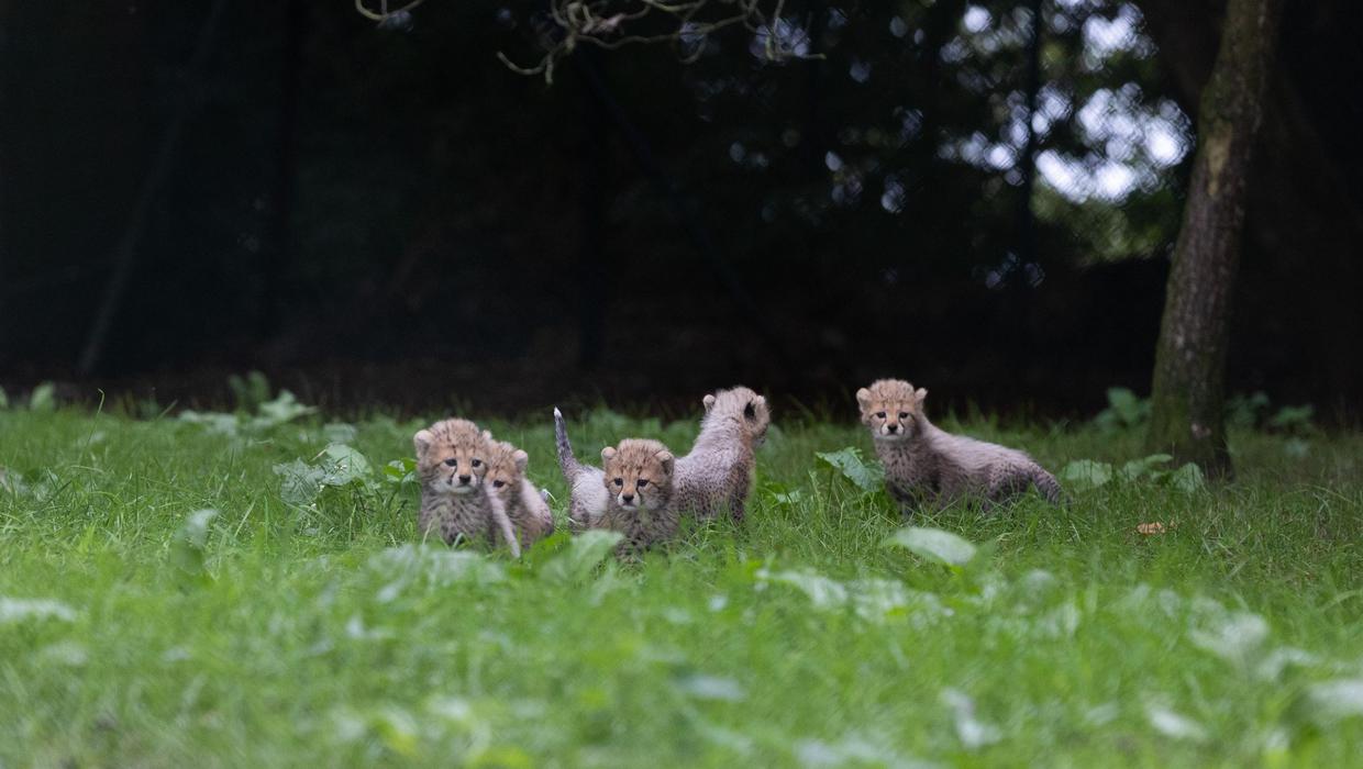 Five cheetah cubs born in Fota Wildlife Park
