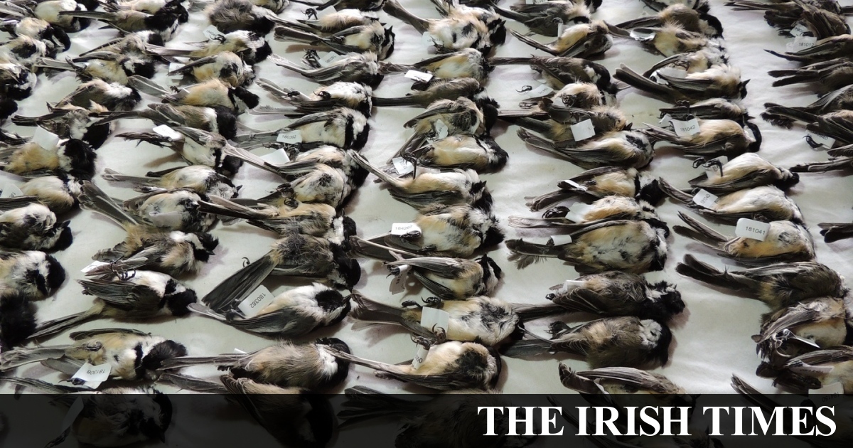 The terrible toll of bird collisions with modern buildings