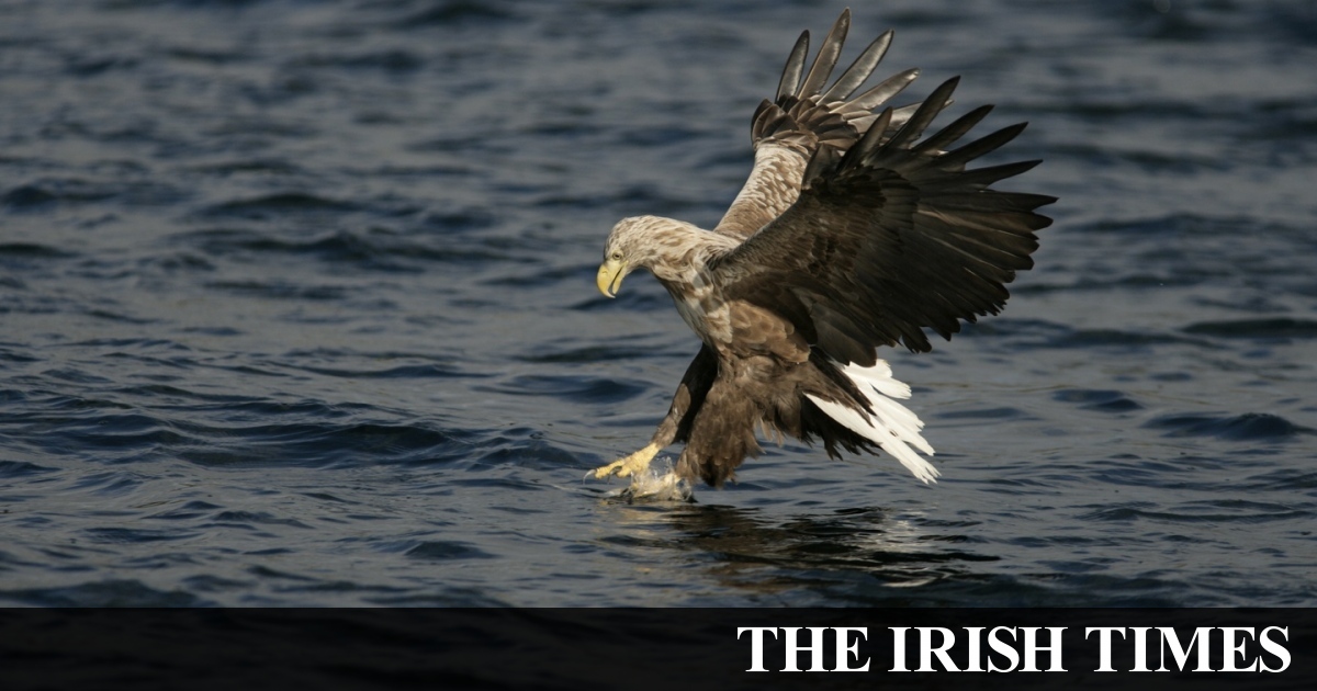 Second white-tailed sea eagle chick for nature reserve