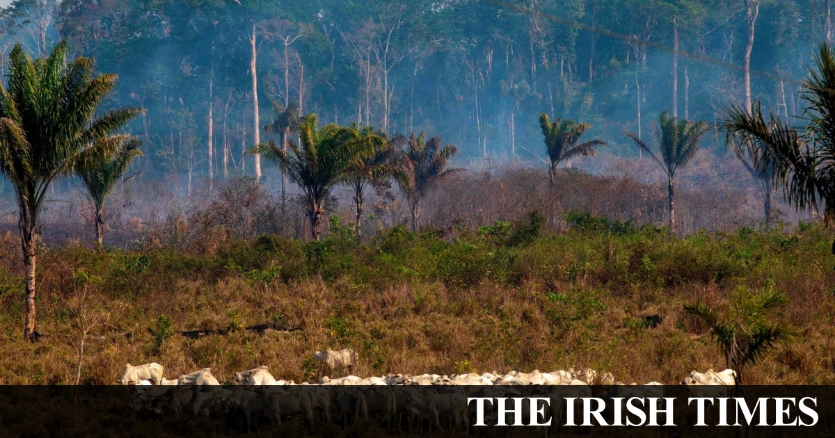 Deforestation of Amazon continues to soar under Bolsonaro