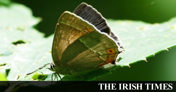 Rare purple hairstreak butterfly found in Derry wood