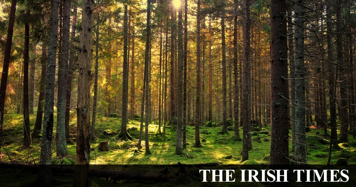 Cabinet approves reforms to alleviate tree felling licence delays