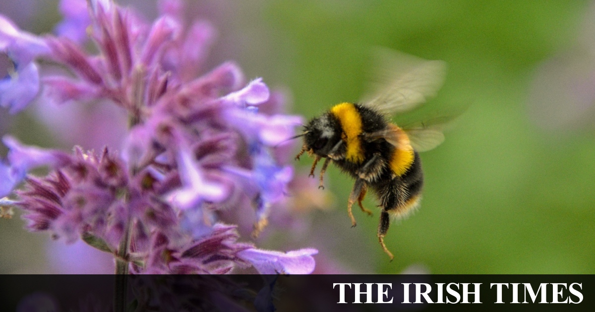 Spend It Better: World Bee Day is less a celebration than an appeal for help
