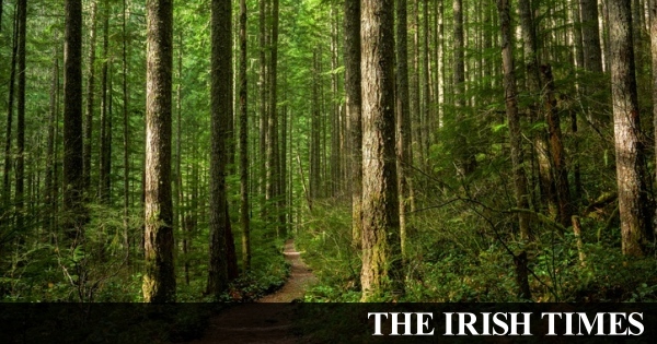 Decline of forest planting a major obstacle to climate goals, committee told