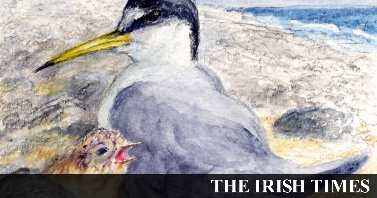 Michael Viney: Vital signs for Irish coastal life are not encouraging