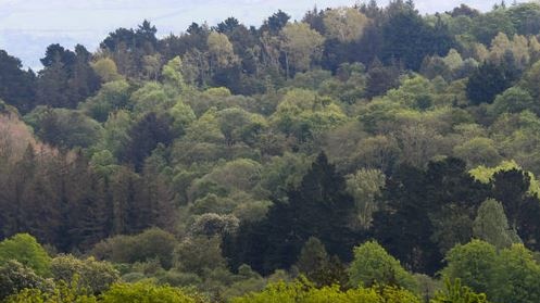 Ireland falling far short of tree planting targets, CSO report finds