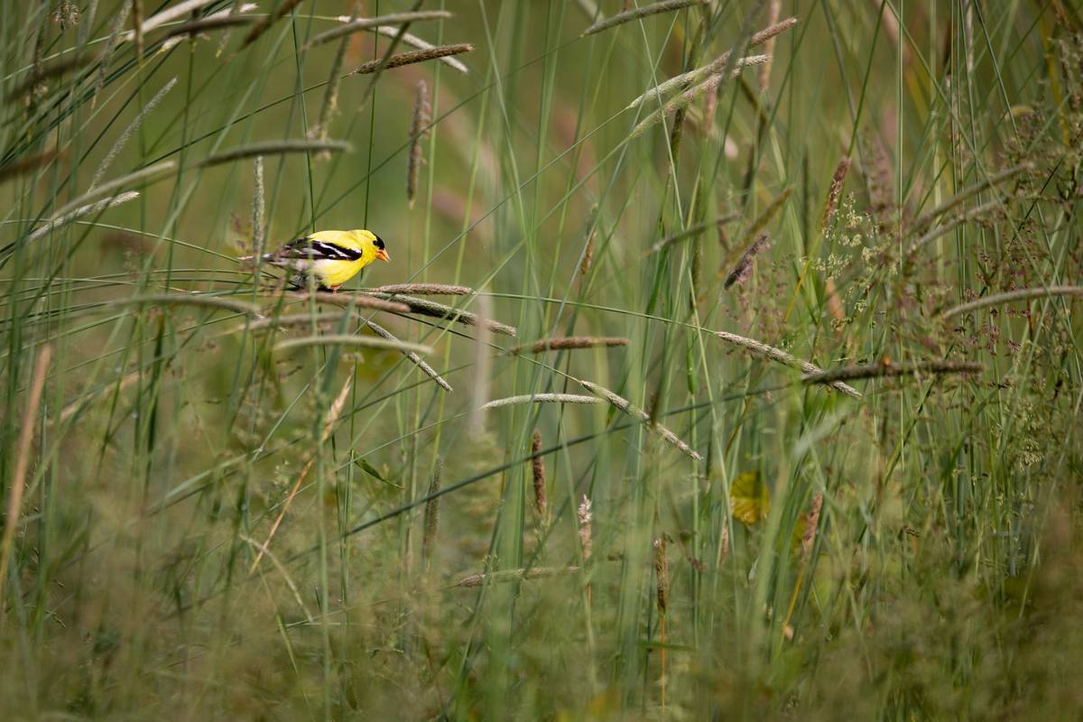 Study shows popular insecticides harm birds in the United States