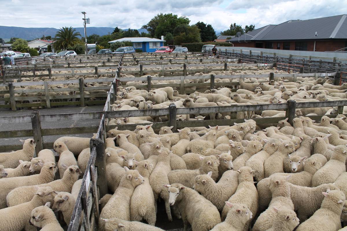 Uncertainty surrounds the short to medium term future of New Zealand livestock markets