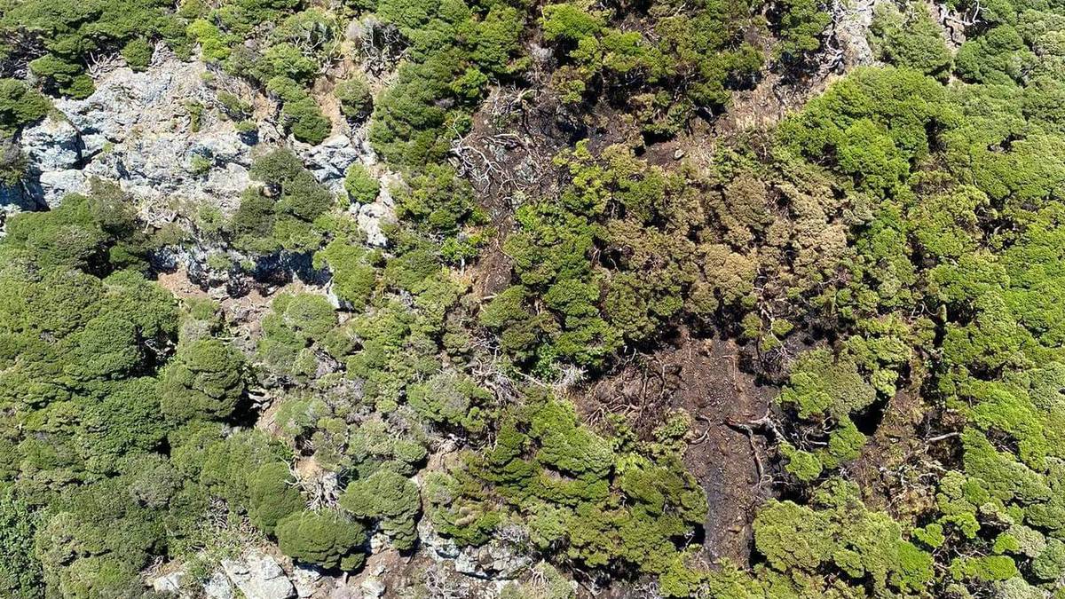 'Horror' as island fire threatens world's rarest tree