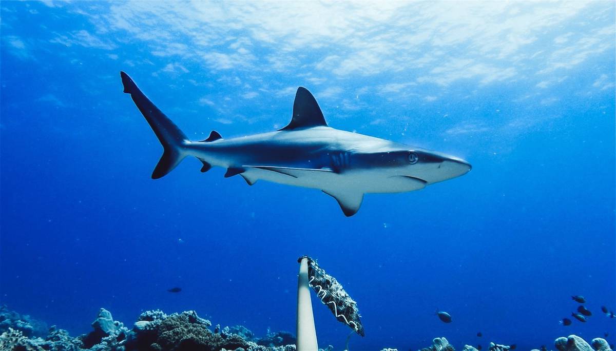 How over-fishing is pushing these shark species to the brink