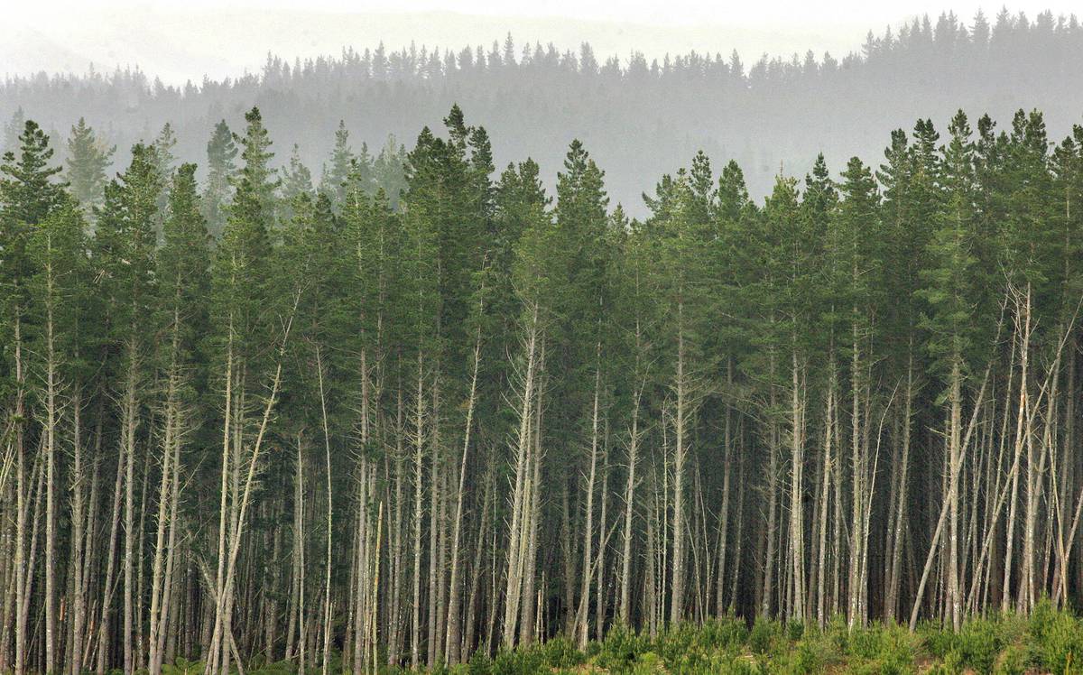Farmers back Government moves to tighten up on forest planting