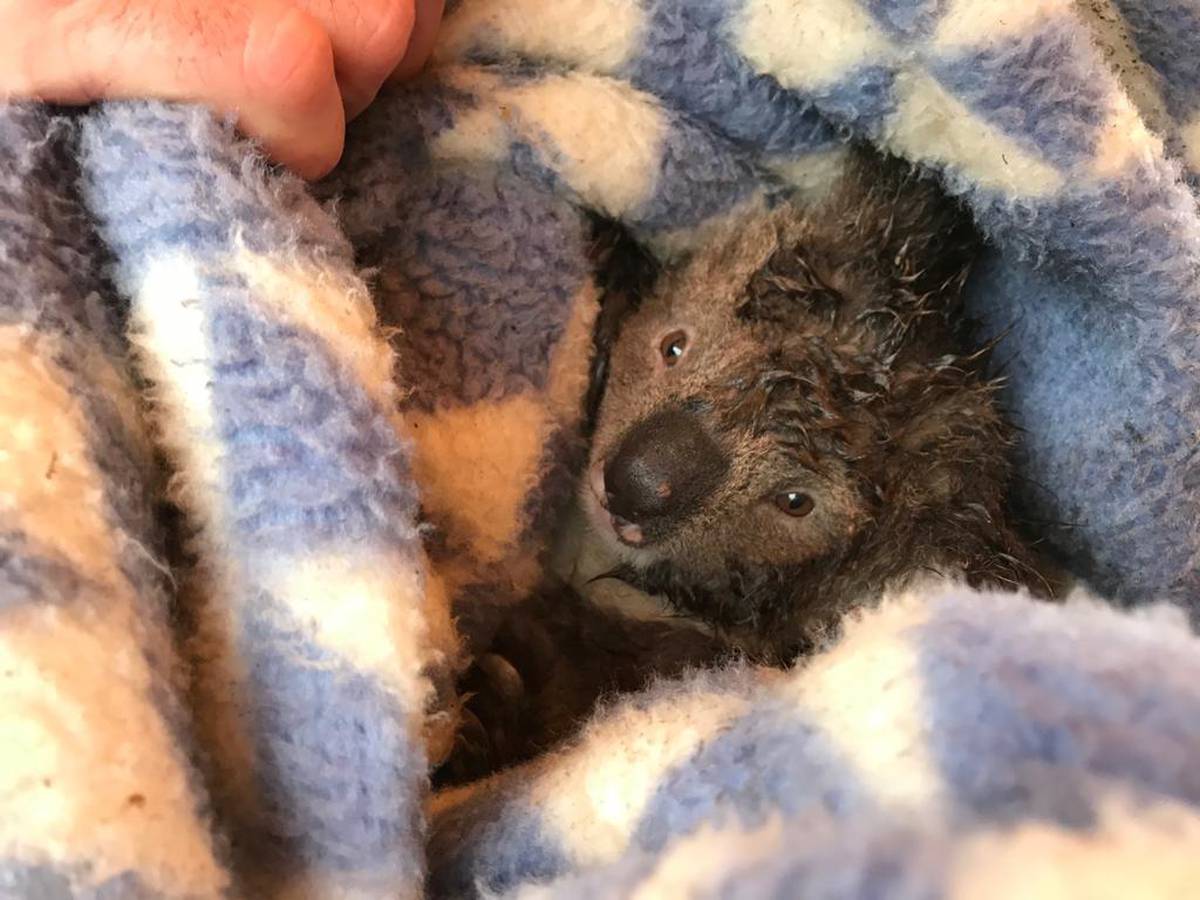 Hundreds of koalas brutally massacred during routine logging in Victoria, says Animals Australia