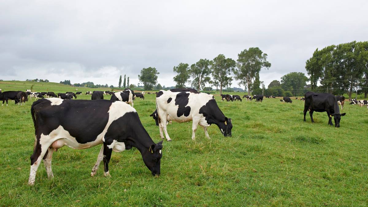 DairyNZ: Substantial R&D investment for dairy to meet climate goals