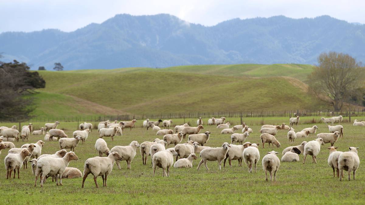Evening meals for sheep could mean fewer greenhouse gases - Research