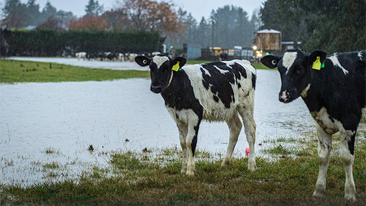 Grazing sought for drought and flood-affected Canterbury livestock