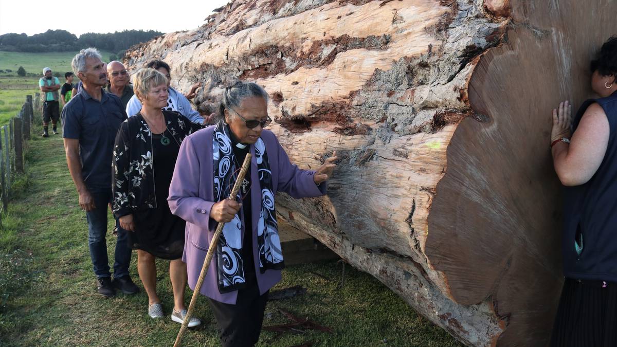 NZ's Rosetta Stone: Ancient kauri reveals cataclysmic past that could repeat