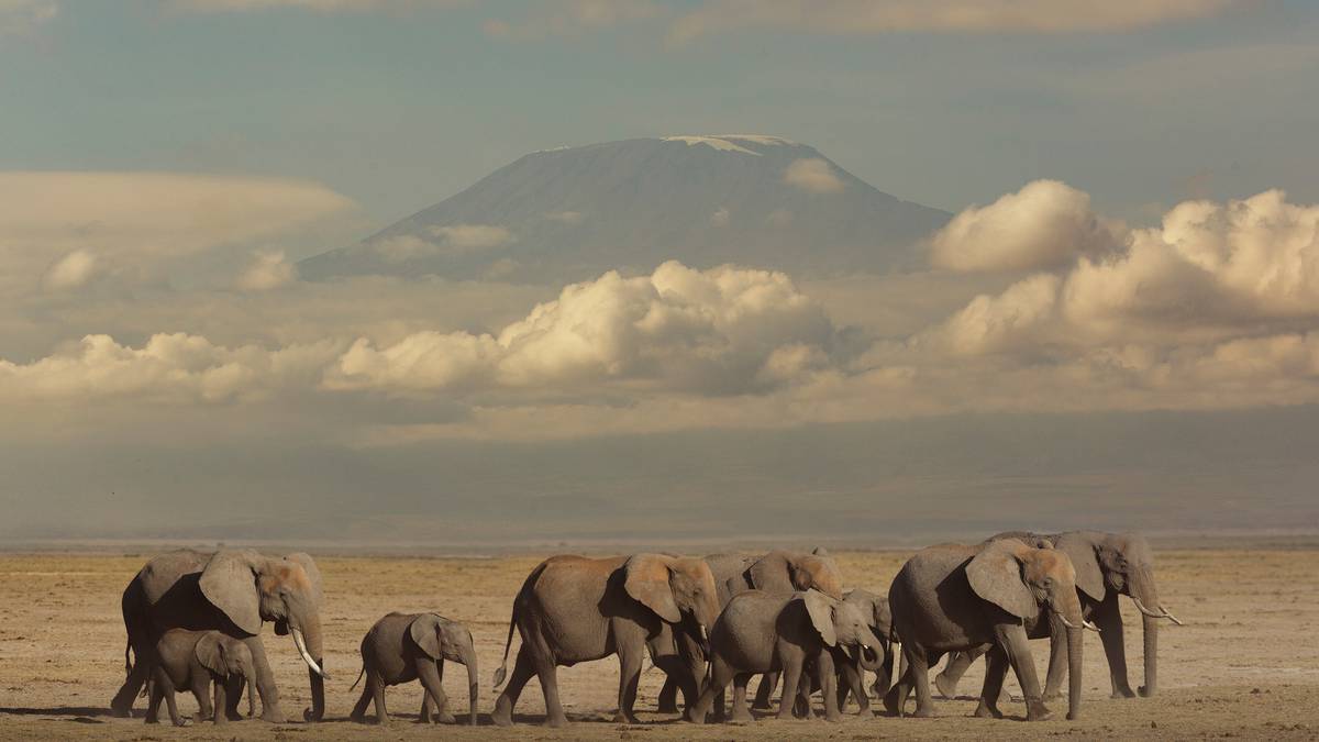 Kenya records baby elephant boom in first natural wealth survey