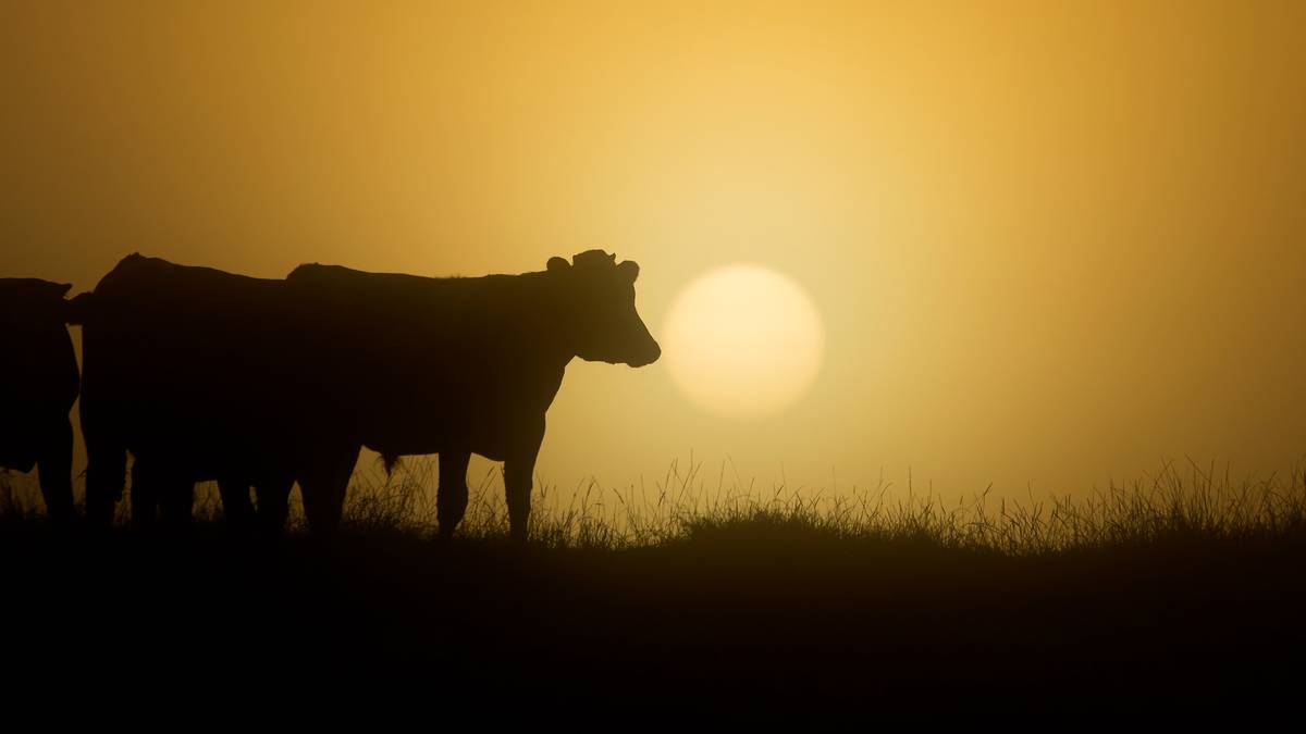 Brian Fallow: Climate change plan - emissions impossible for farmers?