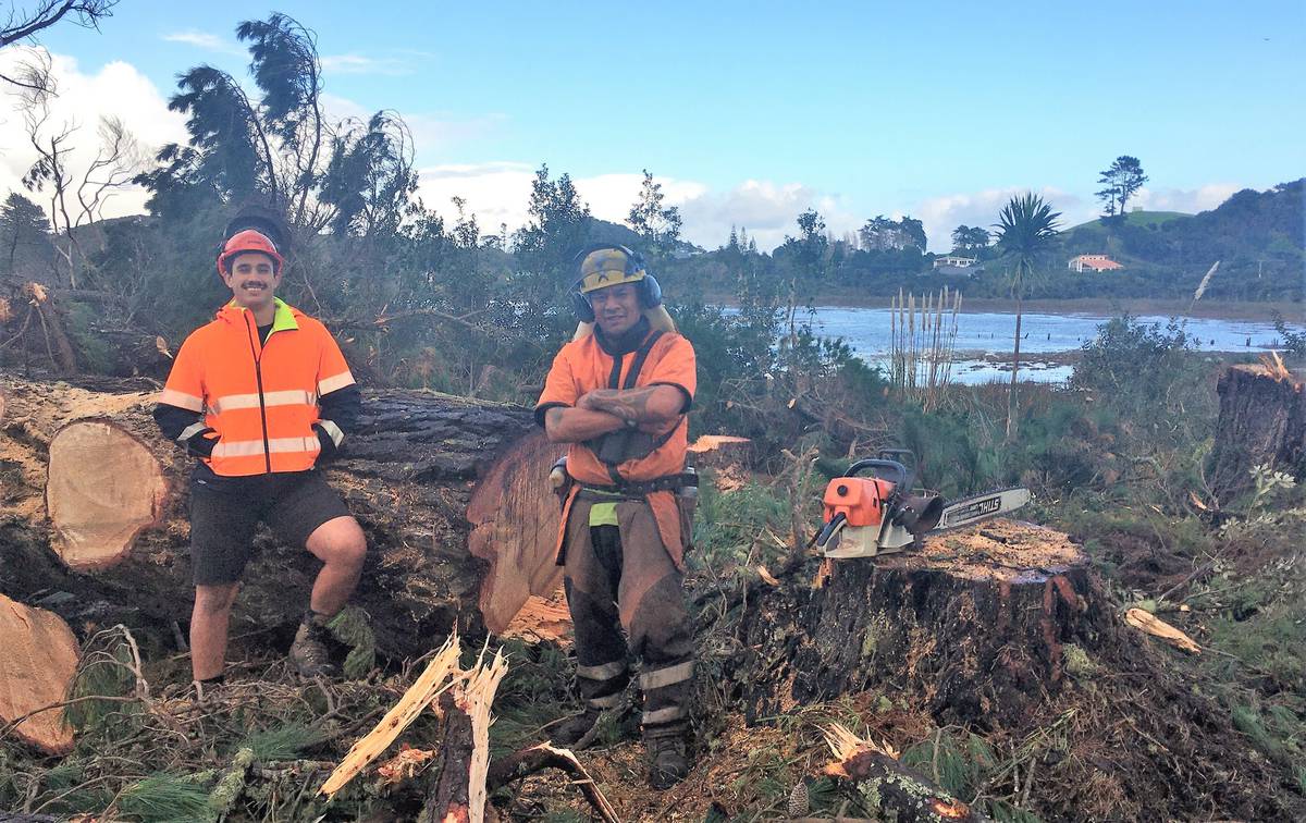 Government funding to help get rid of Northland's wilding pines