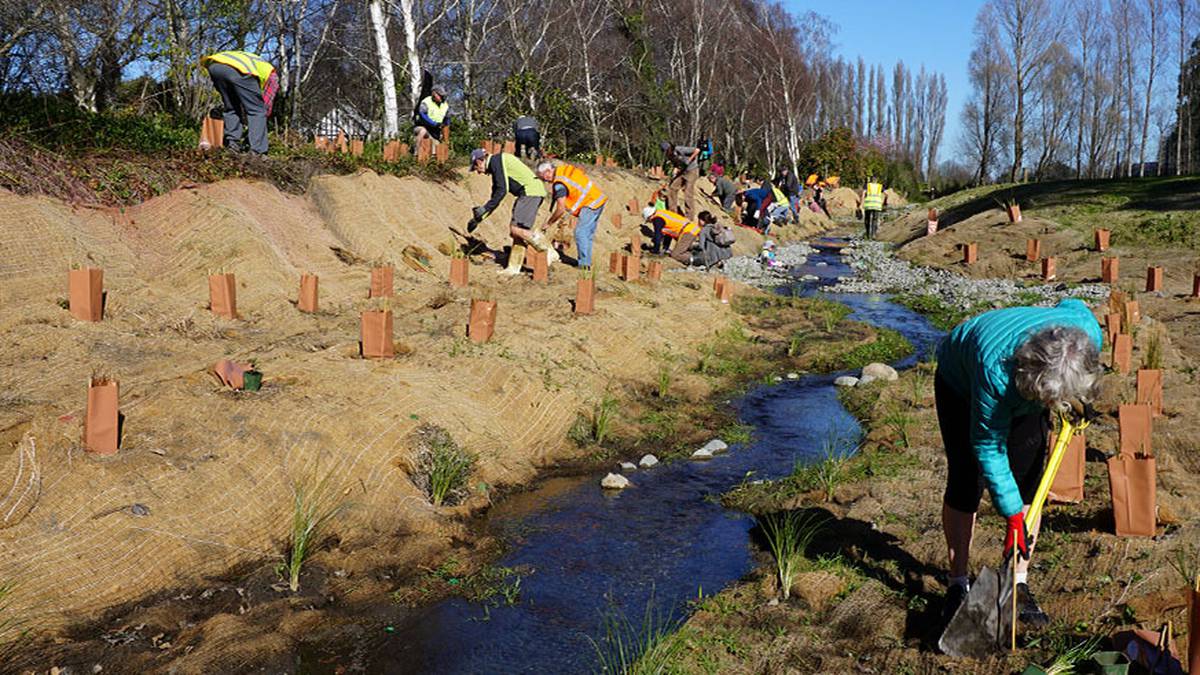 Christchurch's Cashmere Stream restoration underway; 2500 new natives planted