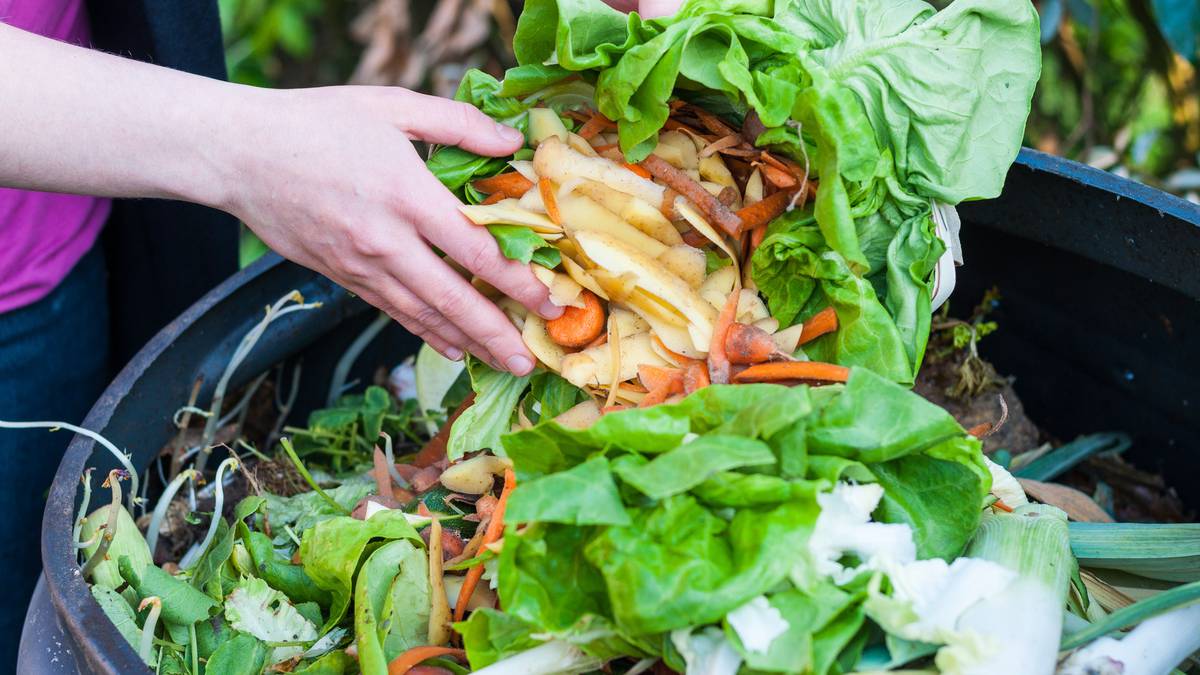 The Conversation: What can go in the compost bin? Tips to help the garden and keep away pests