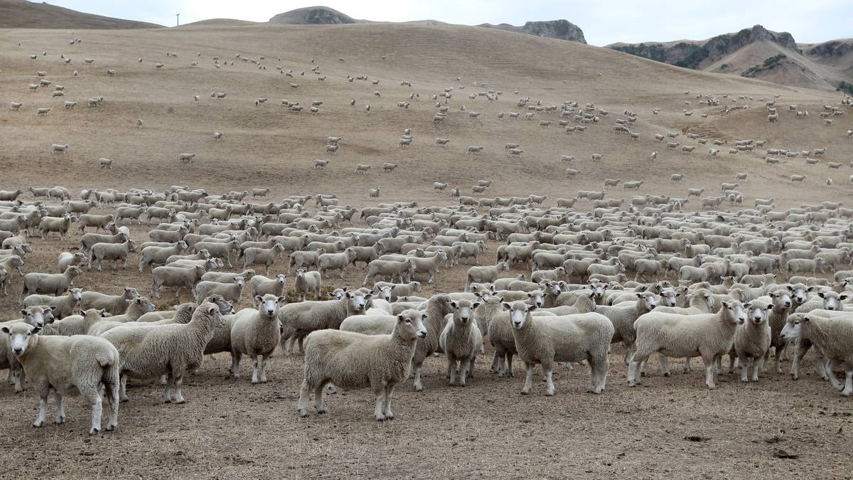 Hawke's Bay sheep numbers drop 346,000 in year amid climate change concern