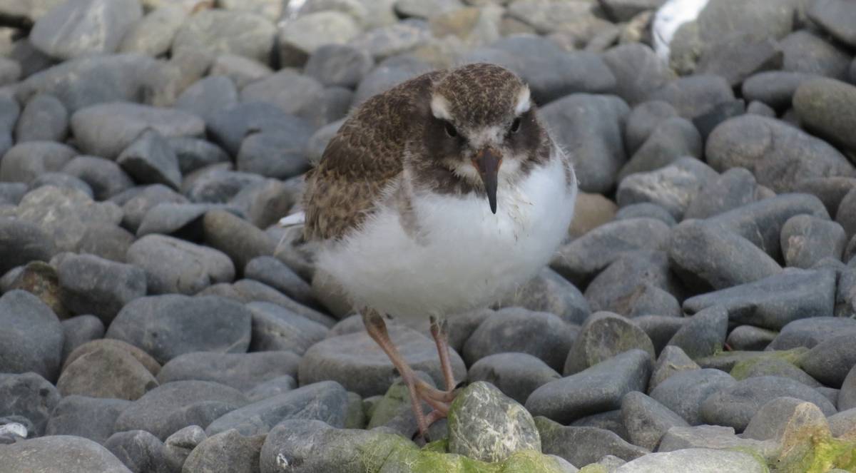 First endangered shore plover chick hatches at Cape Sanctuary, Hawke's Bay