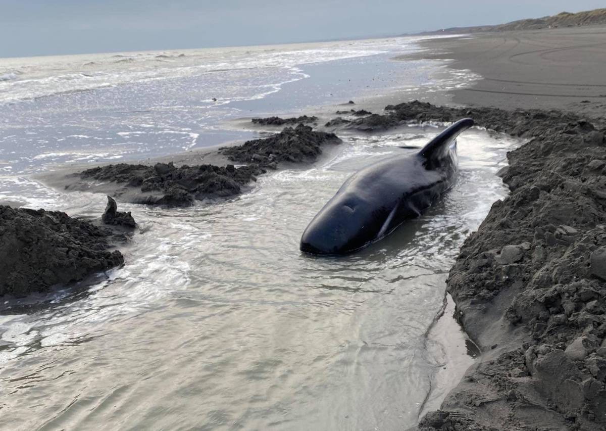 Stranded whale that died on Whanganui's South Beach was too weak to swim