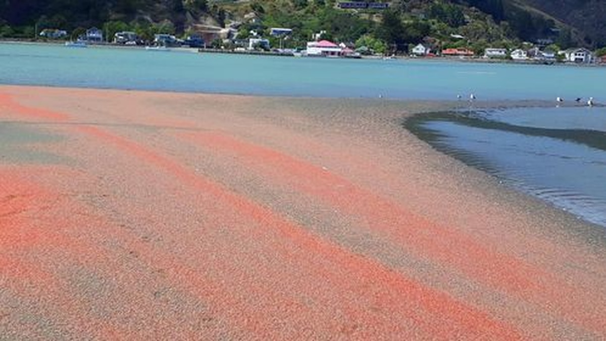 Christchurch beach turns pink after millions of krill left high and dry by the tide