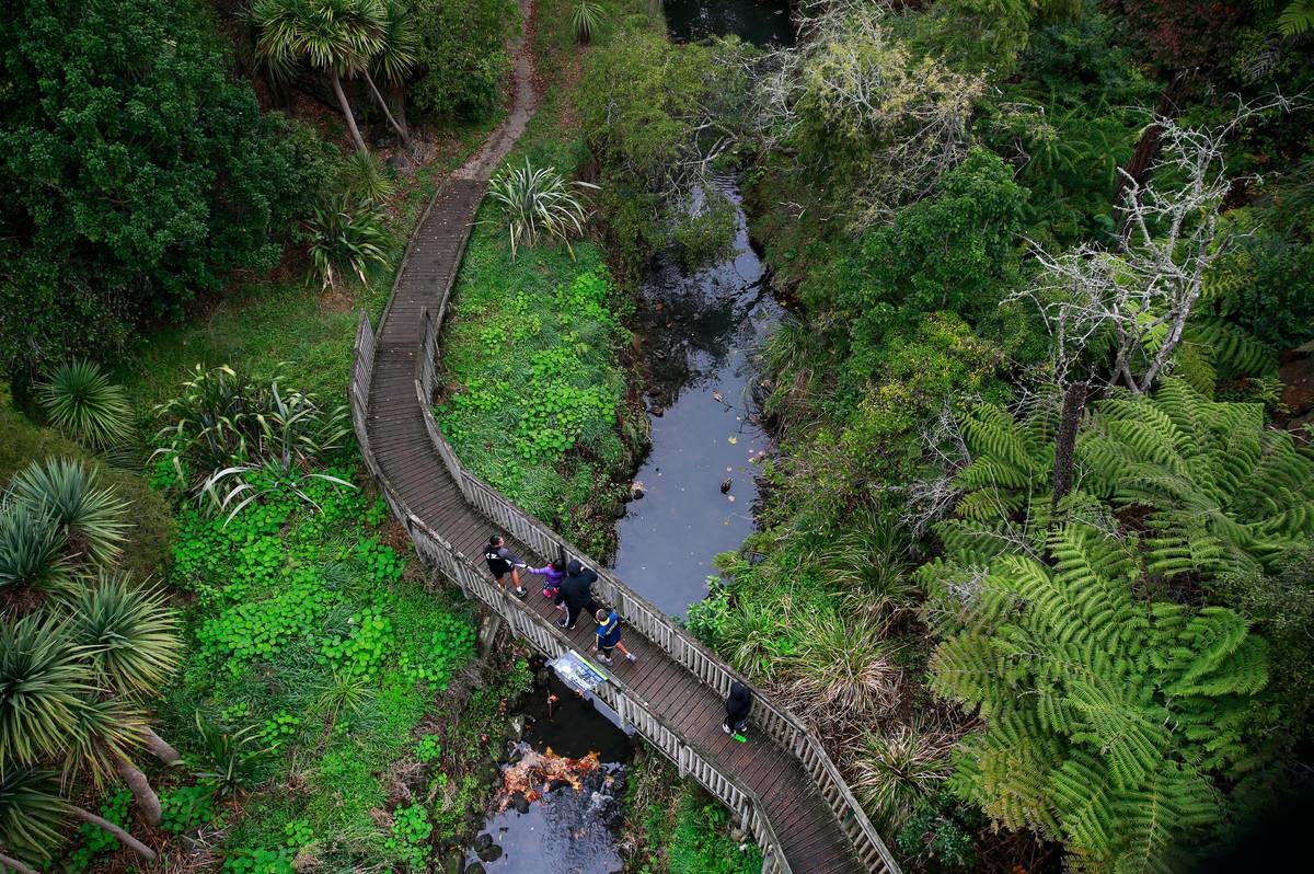 Auckland river and stream faecal contamination 'widespread' - report