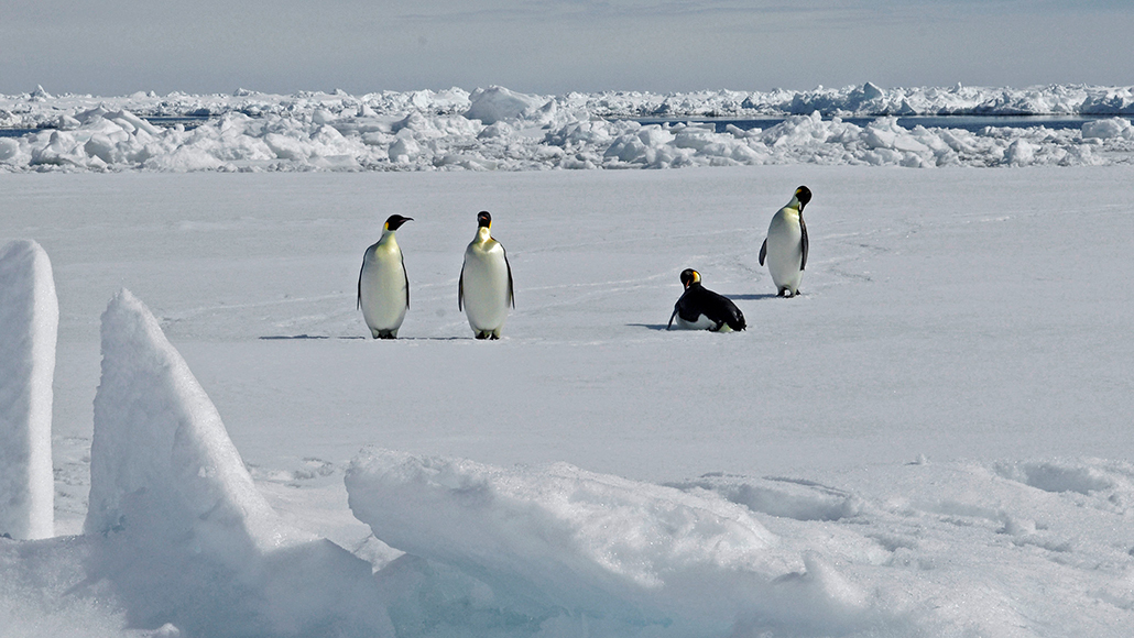 Satellite images of emperor penguin poop reveal new colonies