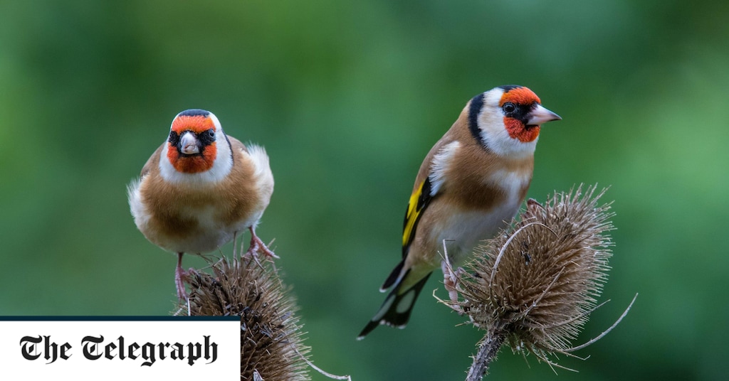 Should we stop feeding birds in the garden?