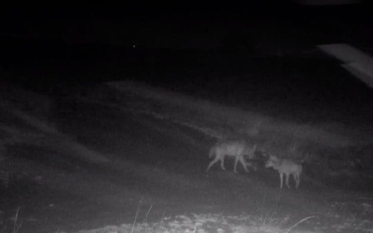 Belgium revokes hunting licences as hopes rise of first wolf cubs in 100 years