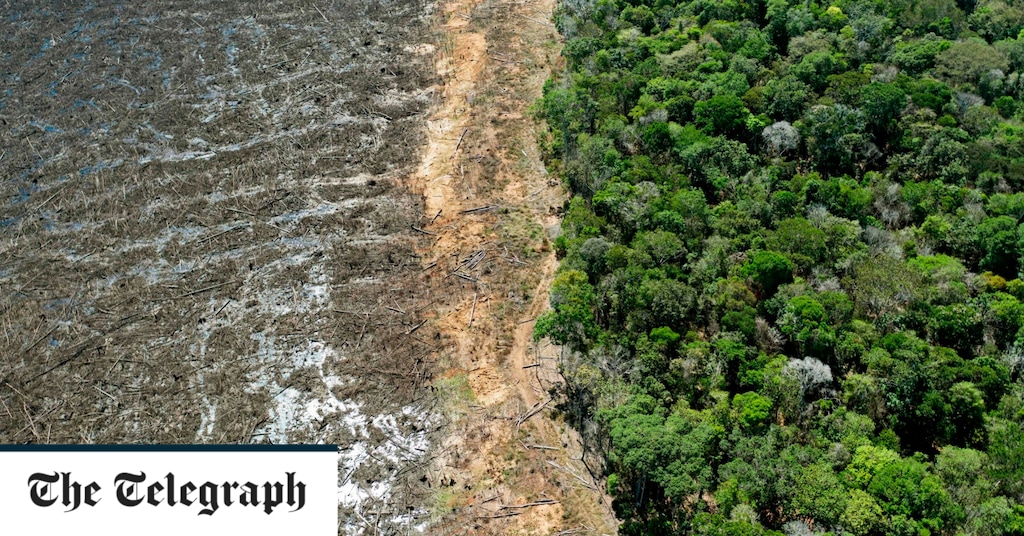 Brazil Amazon deforestation rises to highest level in over a decade