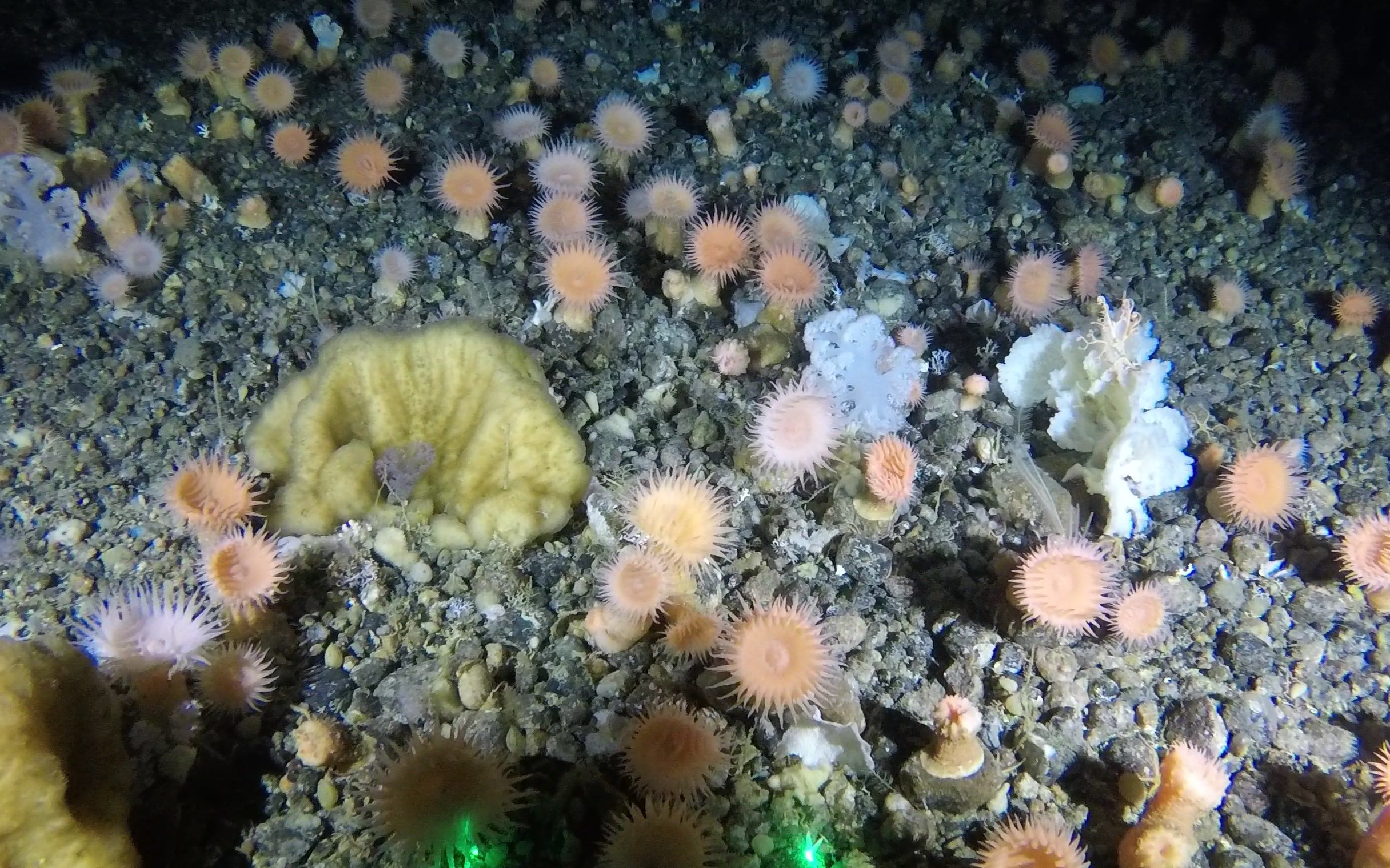 Soft coral garden discovered in Greenland’s deep sea