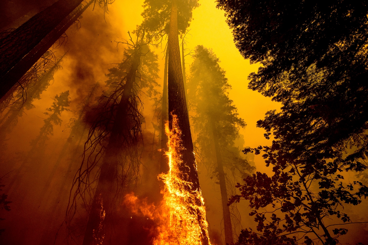 Hundreds of giant sequoias may have been killed in California fires, park officials say - The Washington Post