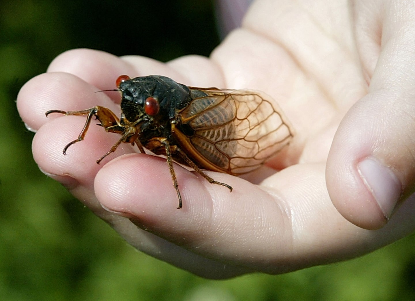 "If the climate continues too warm...all of the 17-year cicadas in this area could eventually become 13-year cicadas."