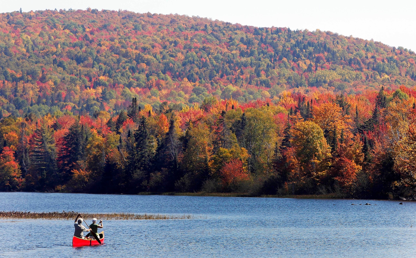 Fall foliage flopping: How climate change is dulling and delaying your leaf peeping