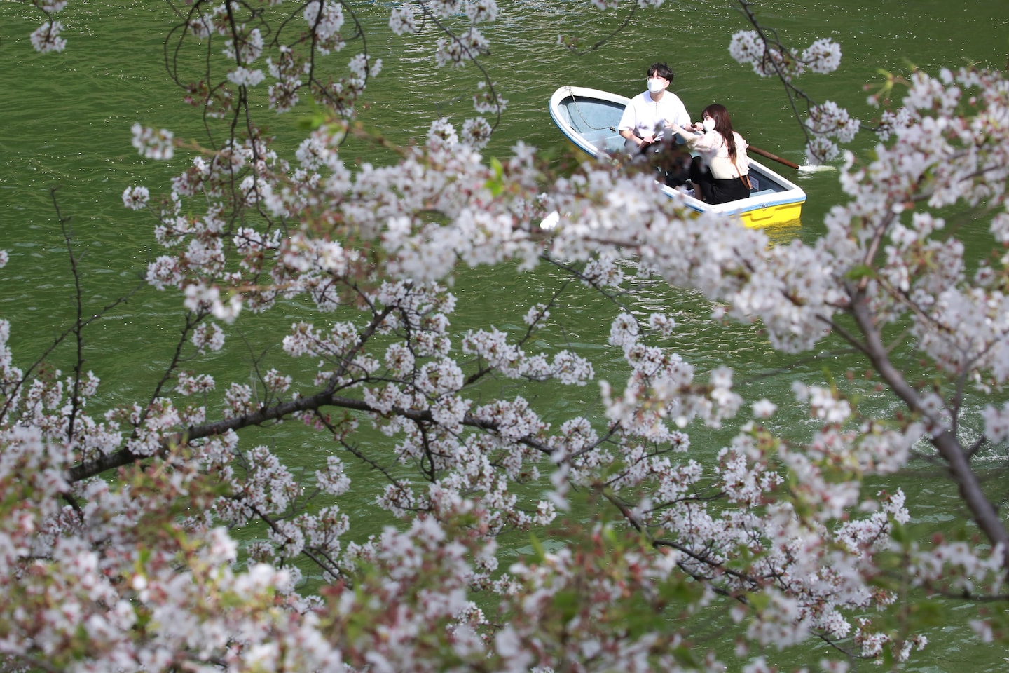 Japan’s Kyoto cherry blossoms peak on earliest date in 1,200 years, a sign of climate change