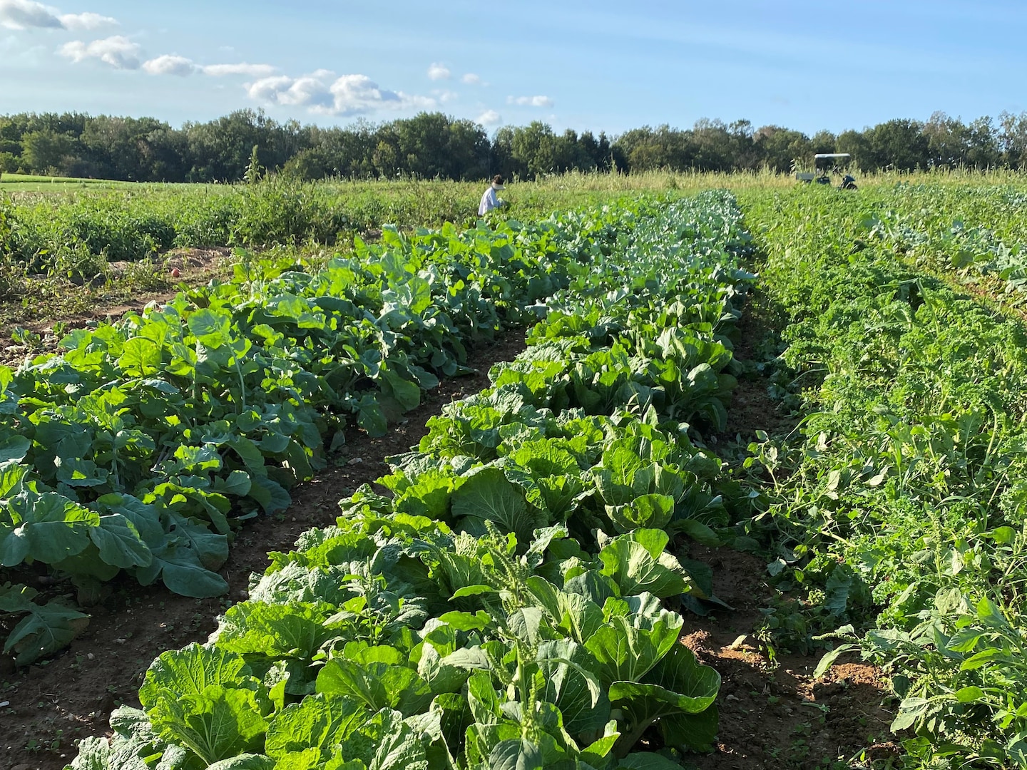 Mid-Atlantic farms find ways to thrive amid climate change and extreme weather