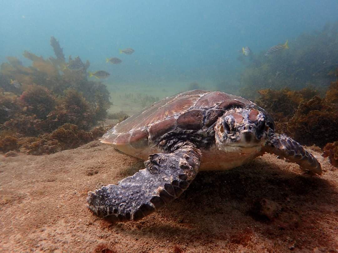 What does plastic pollution do to sea turtles?