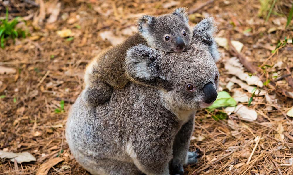 The Body Shop and WWF-Australia partner together to protect koalas