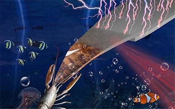 美国普渡大学研发新技术 利用甲壳类动物的外壳来产生电能 - 能源界