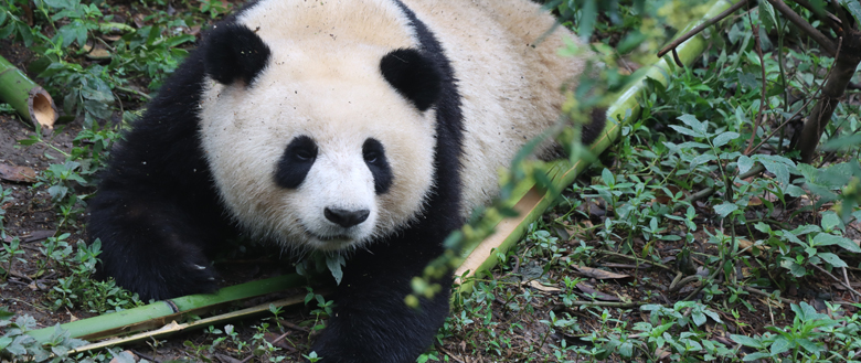 成都大熊猫博物馆“自然保护达人”招募令