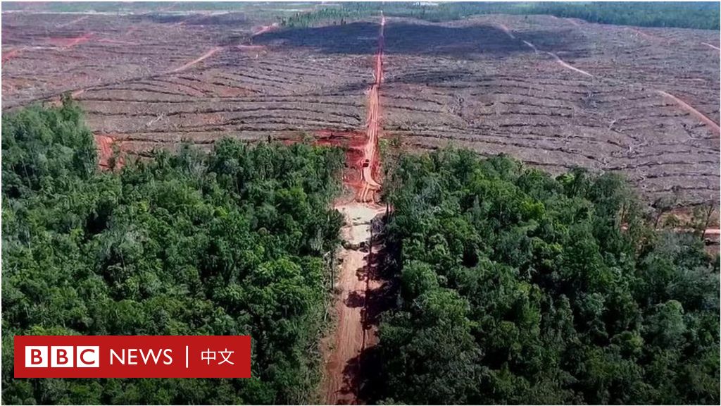 燃烧的伤口：亚洲最大雨林的命运