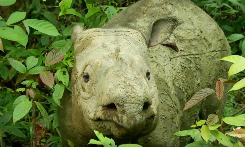 动物学家说，苏门答腊犀牛在马来西亚已灭绝