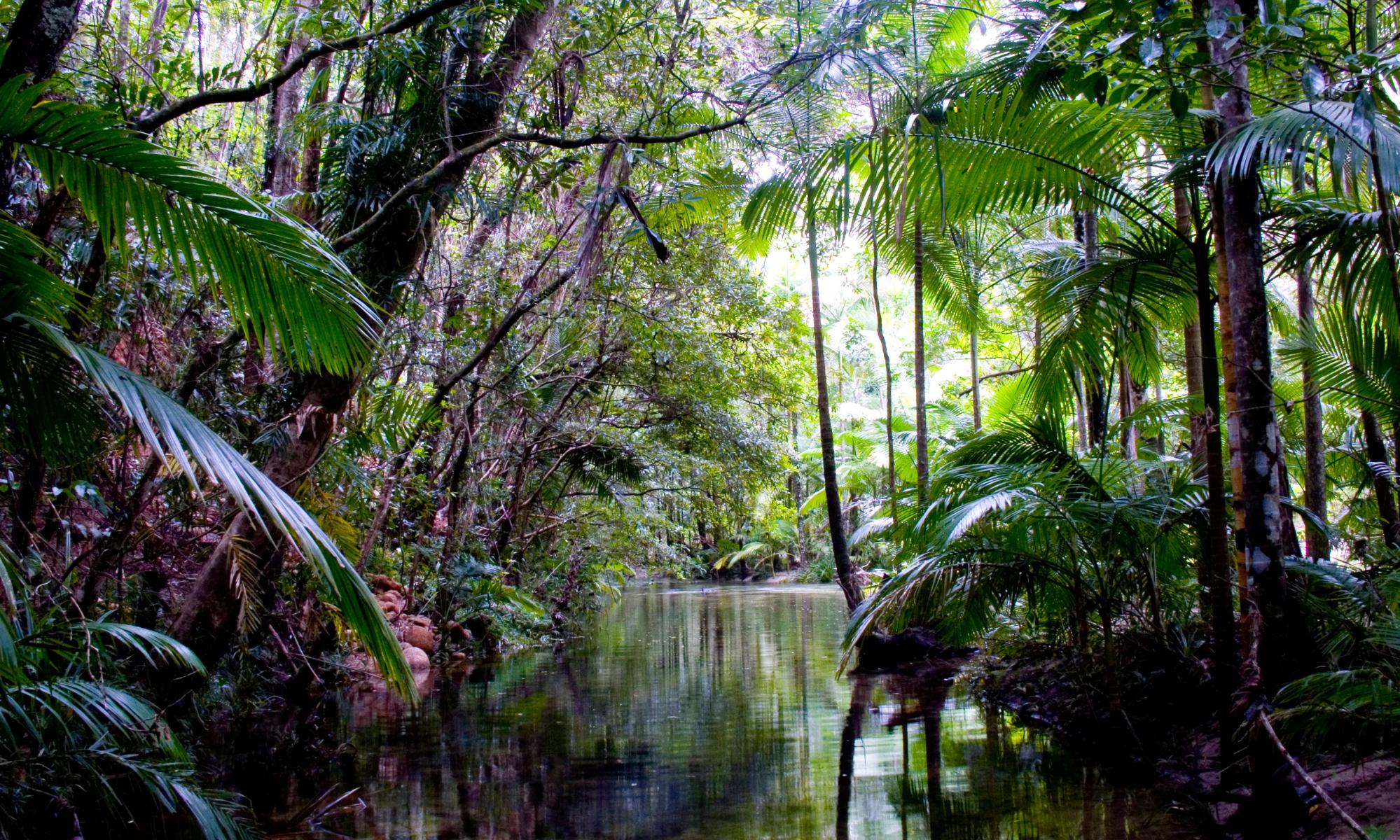 气候变化现在是对澳大利亚热带湿地的“最大威胁”